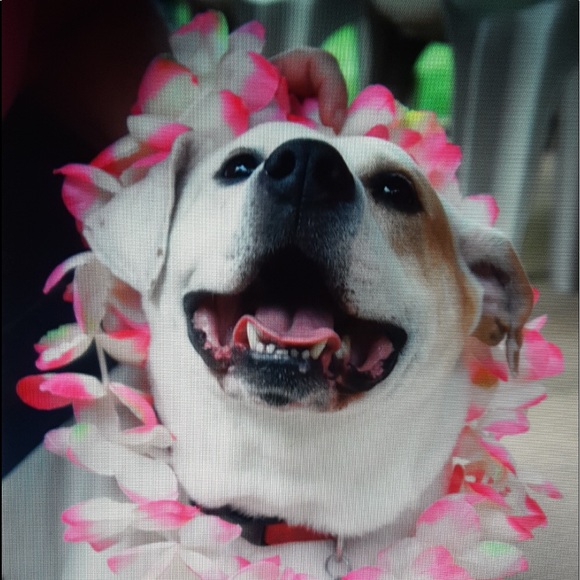 Meet your Posher, Lori - Picture 2 of 8